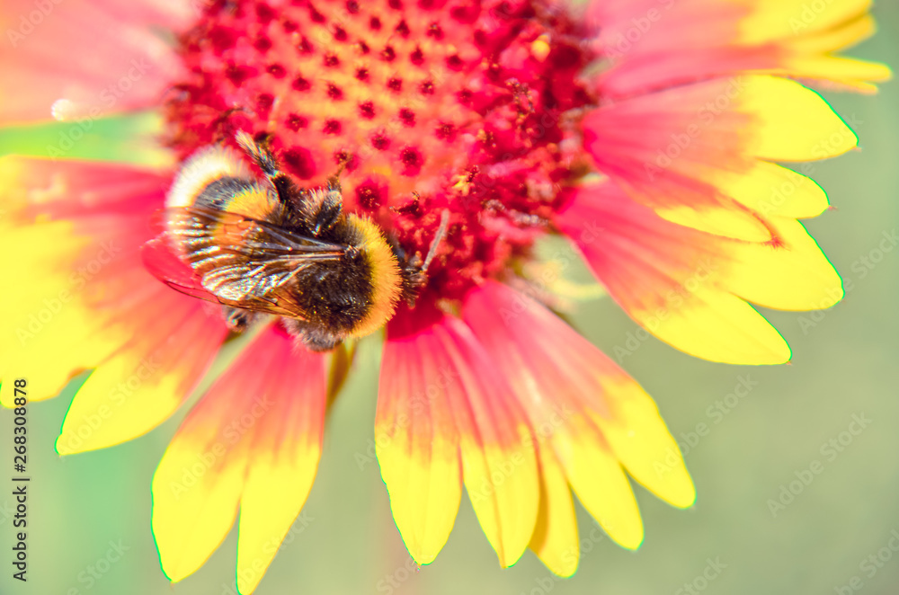 Bee on yellow and orange flower head of rudbeckia black-eyed susan Bee on yellow and orange flower head of rudbeckia black-eyed susan