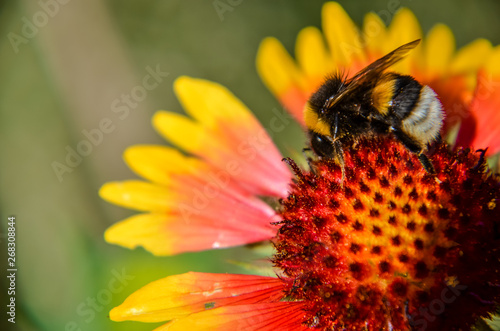 Bee on yellow and orange flower head of rudbeckia black-eyed susan © KatyPavliuk