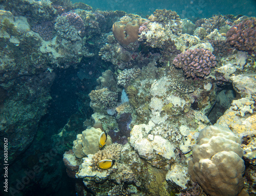 Fototapeta Naklejka Na Ścianę i Meble -  coral fish, coral reef, underwater
