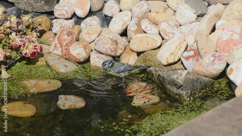 bluetit bathing in garden pond