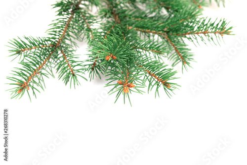 X-mas fir tree branch isolated on white background. Pine branch. Christmas background