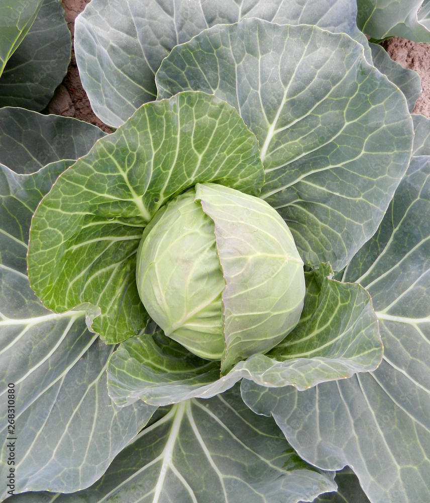 Young cabbage with big green leaves growing in the garden field soil. Fresh big head of cabbage. Close up of green mellow cabbage ready to harvest. Young cabbage with big green leaves growing in the garden field soil. Fresh big head of cabbage. Close up of green mellow cabbage ready to harvest.