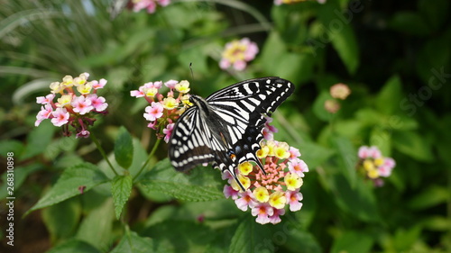 Swallowtail butterfly sitting on a flower
