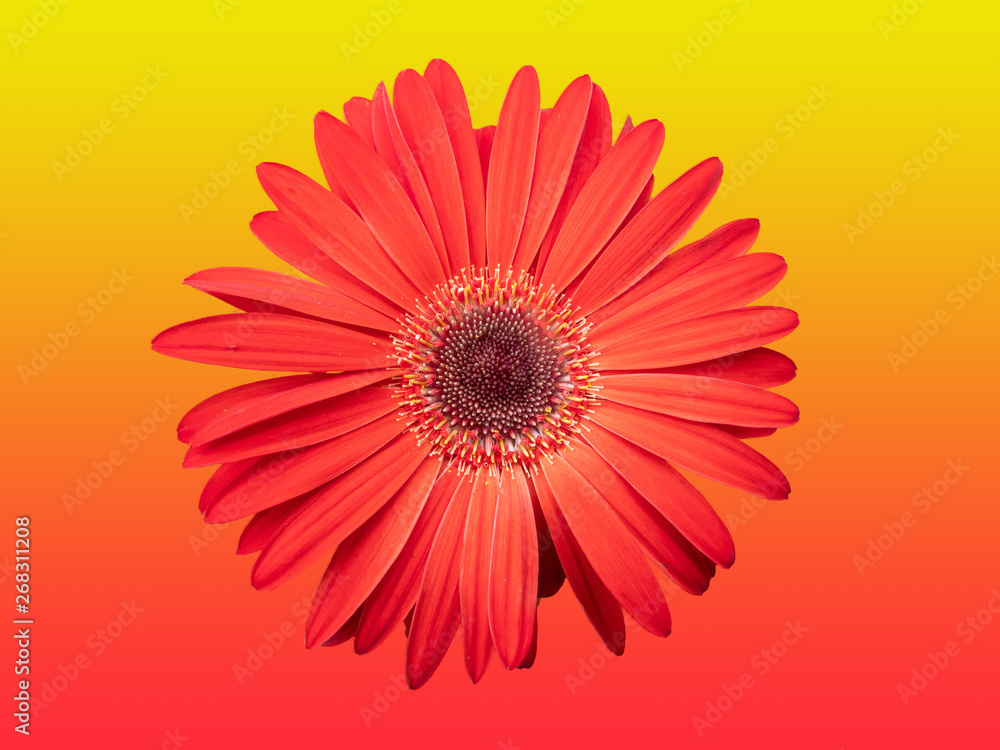 red flower isolated on gradient red and yellow background red flower isolated on gradient red and yellow background