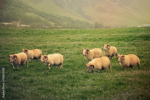 Sheep grazing in Iceland