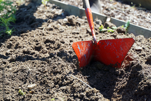 Woman gardening in the garden plows planting bed with a plow on a sunny summer day © Dan Race