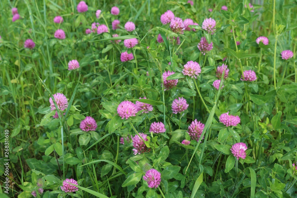 風景　アカツメクサ　思川　野原　杤木