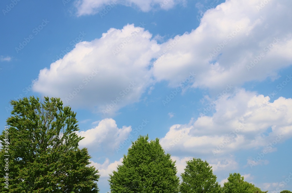 Obraz premium 風景 緑 空 雲 春 杤木