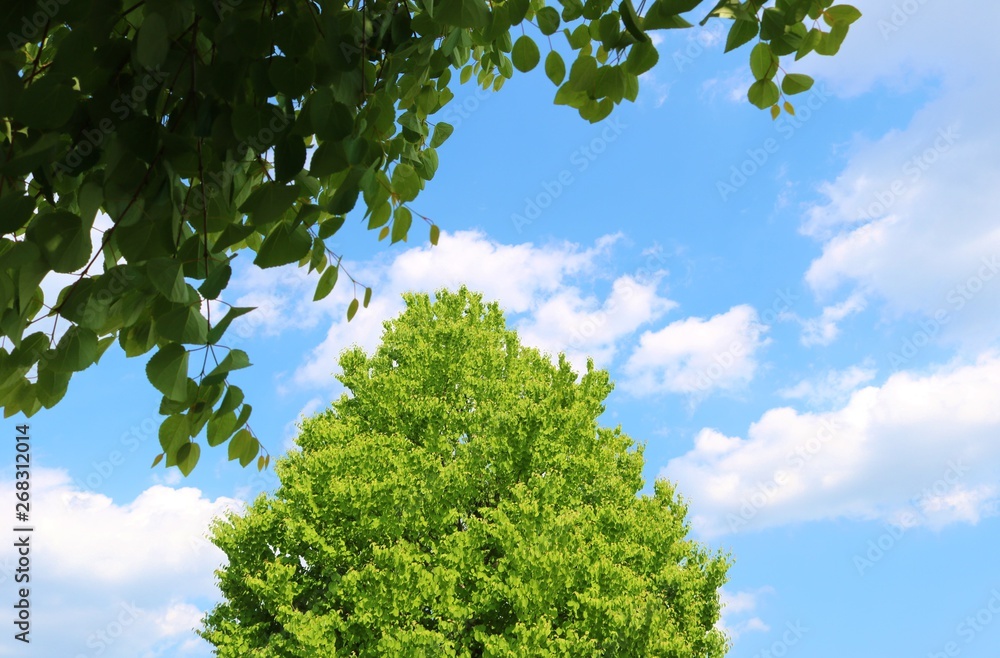 Obraz premium 風景 空 緑 公園 杤木