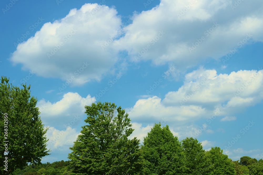 風景　空　緑　公園　杤木