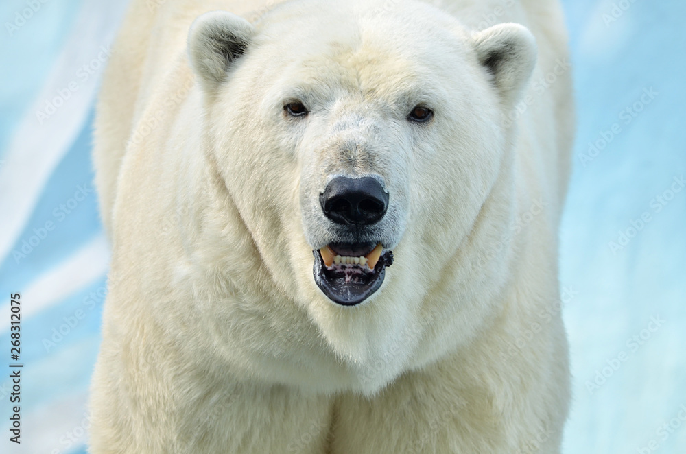polar bear polar bear