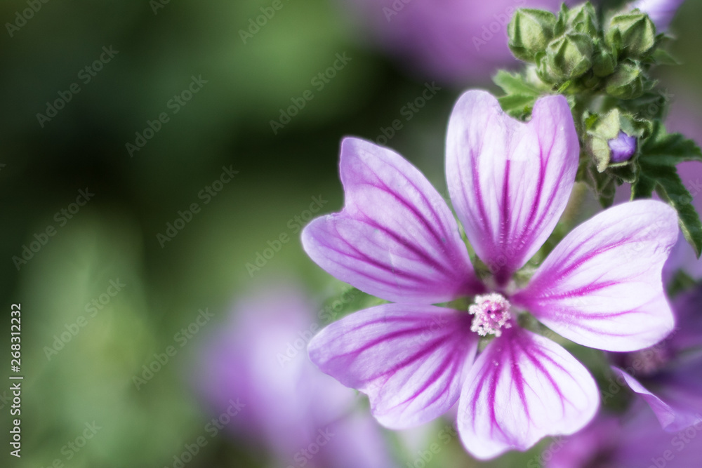 Malva sylvestris flowers. Purple flower background in grass