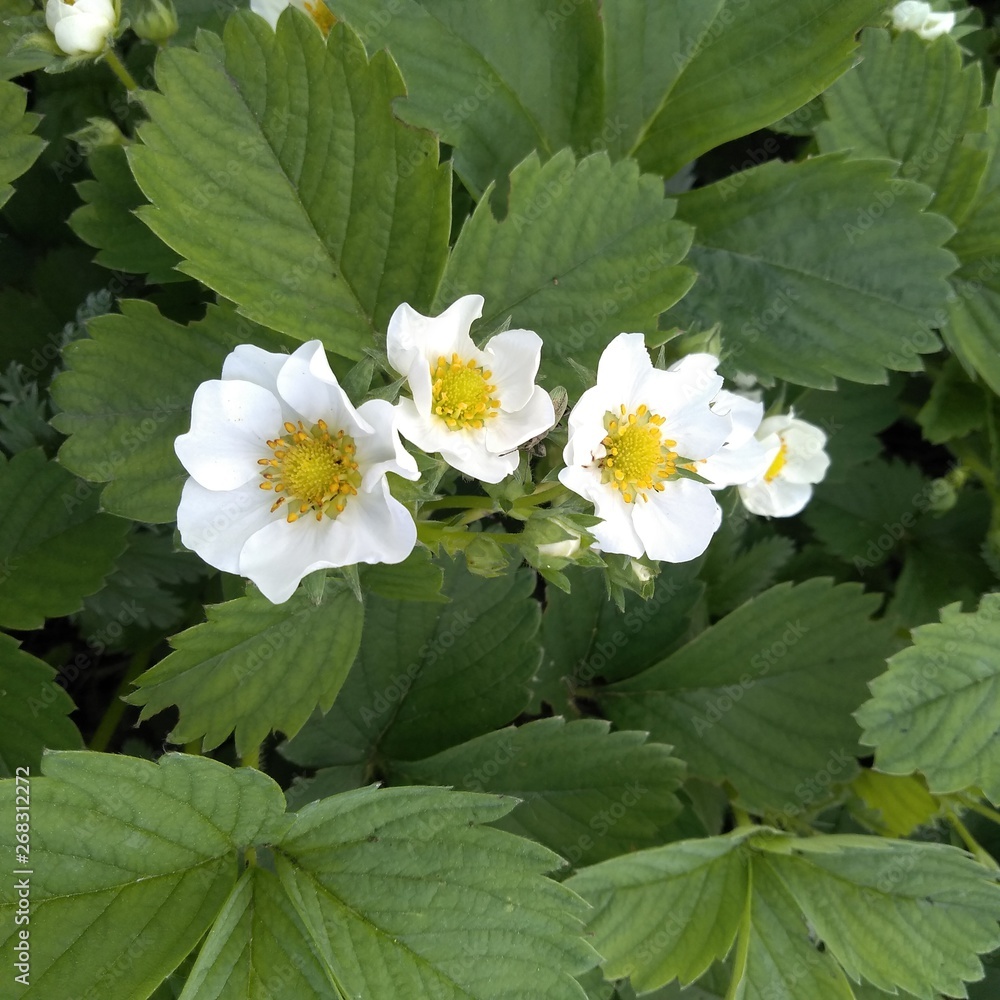 Strawberries blooming in the garden in spring