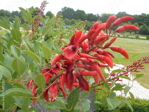 Fiori rossi in giardino