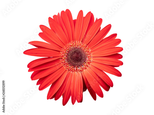 red gerbera flower isolated on white background