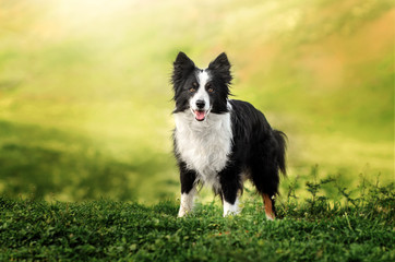 border collie dog spring portrait walking in green fields