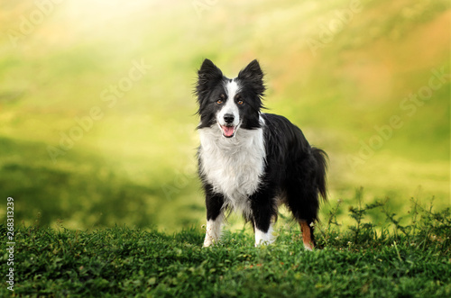 Fotografija border collie dog spring portrait walking in green fields