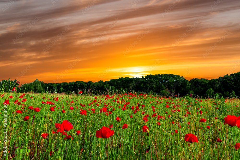 Field with flowering poppies. Beautiful summer landscape. Field with flowering poppies. Beautiful summer landscape.