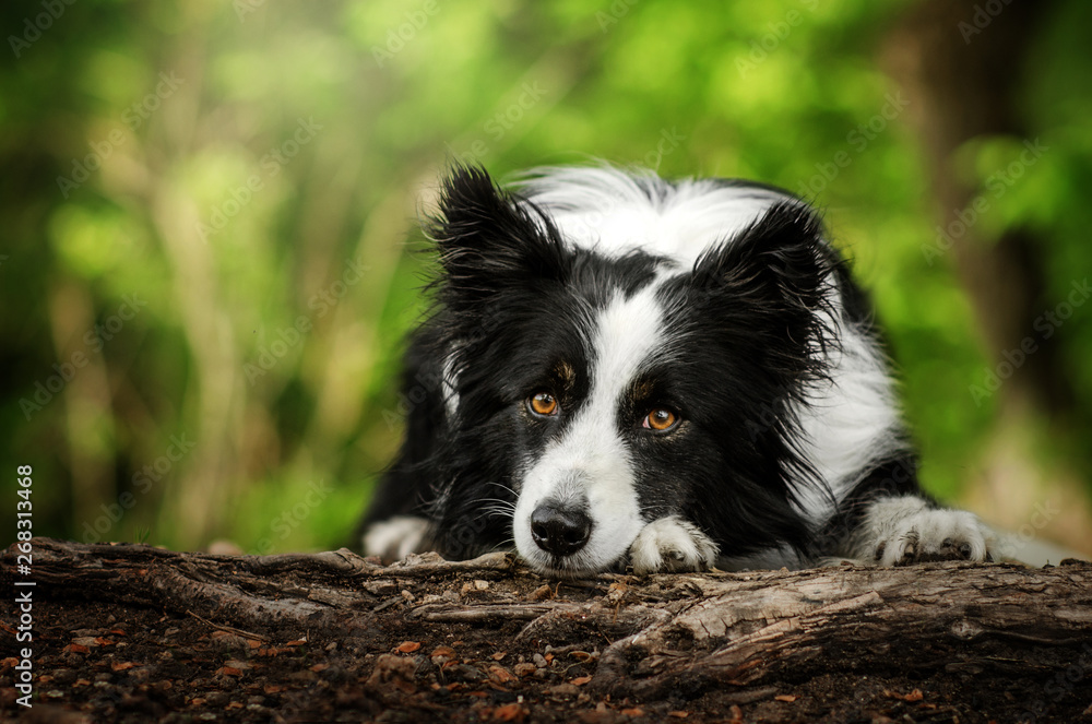 border collie dog spring portrait walk in the green forest look