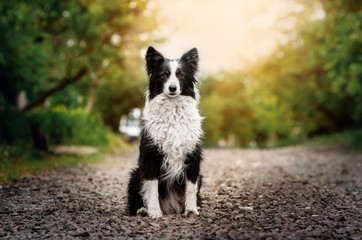 border collie dog beautiful spring portrait at sunset