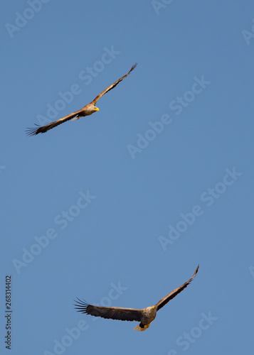 white tail eagle in flight on deltadunarii