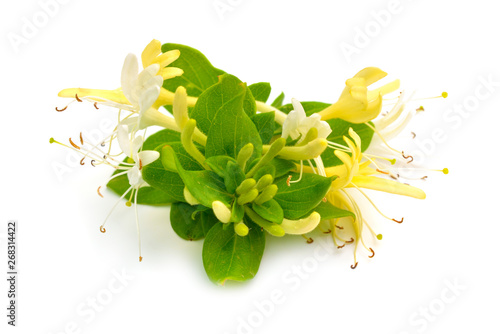 Fotografiet Lonicera japonica, known as Japanese honeysuckle and golden-and-silver honeysuckle