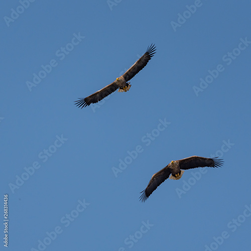 Withetaileagle in flight on deltadunarii