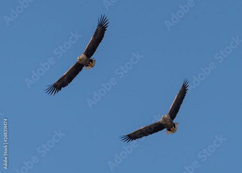 Withetail eagles in flight on deltadunarii