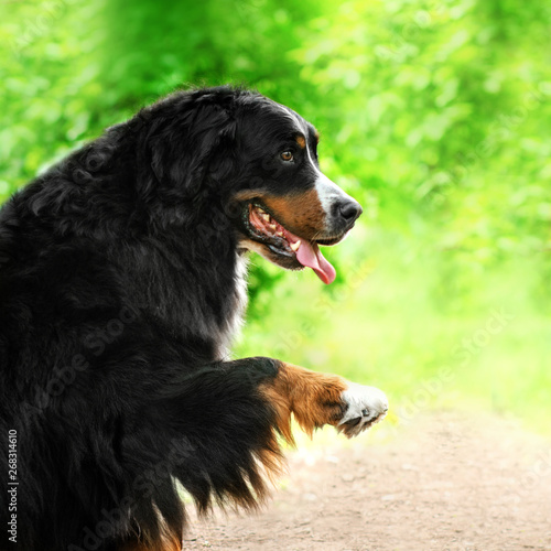 bernese mountain dog beautiful spring park green background flowers cute portrait