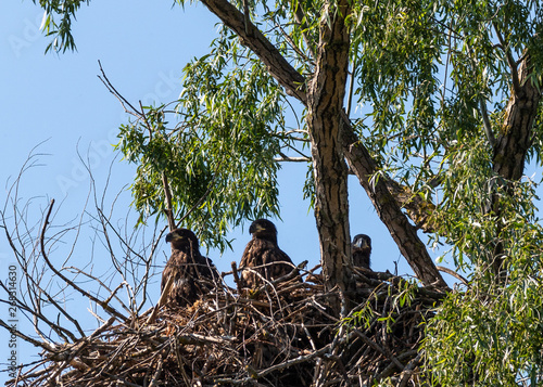 White Tail Eagle nest in DeltaDunarii with the derpyeas eagle