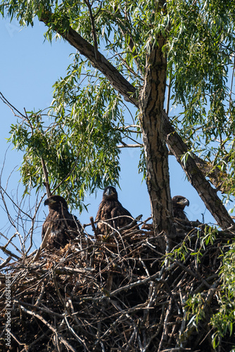 White Tail Eagle nest in DeltaDunarii 