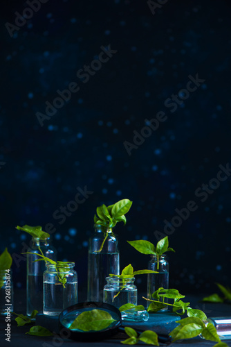 Scientific tests of herbs and sprouts. Green plants in glass bottles with a magnifying glass on a dark background with copy space.