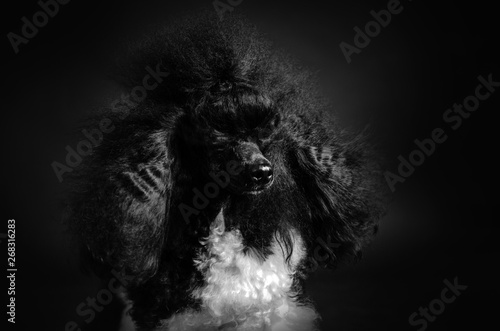 black and white poodle fluffy doggie portrait in photo studio on a black background