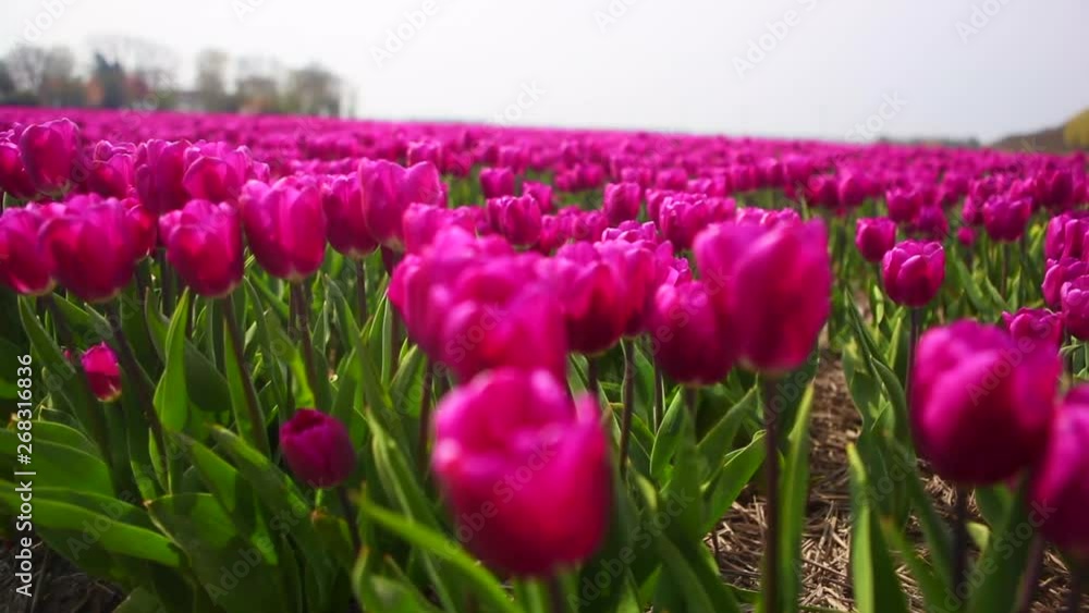 Close up view the pink tulips swings in the wind in colorful tulip field. Spring concept Close up view the pink tulips swings in the wind in colorful tulip field. Spring concept