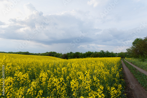 Scenic rural landscape with blooming rapeseed field photo