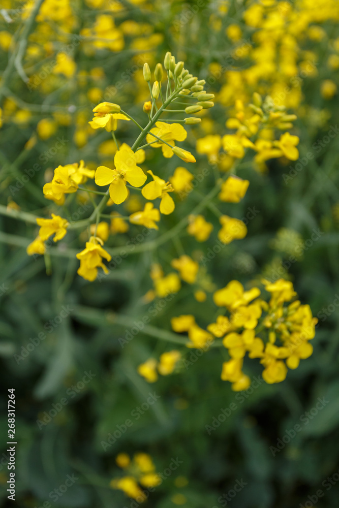 Tops of blooming rapeseed in the field Tops of blooming rapeseed in the field