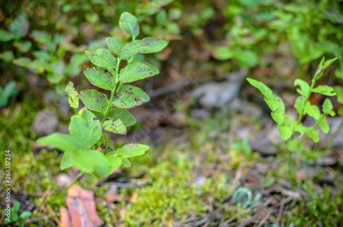 Blueberry plants with green leaves on the ground