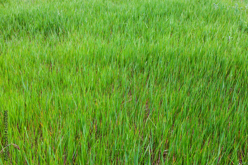 Green grass natural background texture