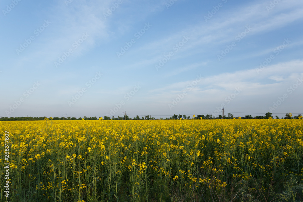 Rapeseed field near the power line at sunset Rapeseed field near the power line at sunset