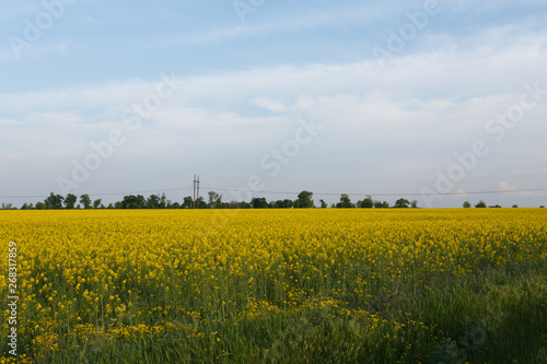 Rapeseed field near the power line at sunset