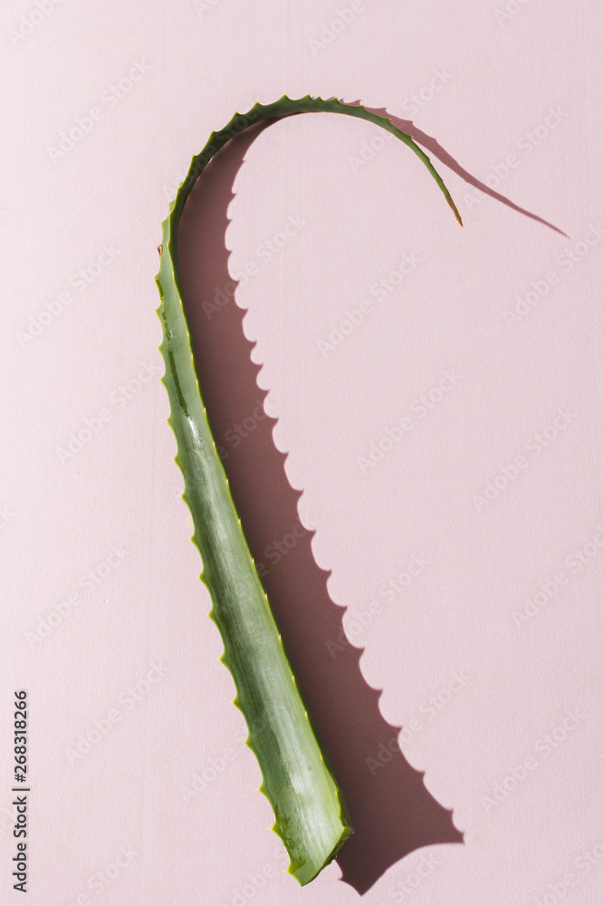 Naklejka premium Aloe vera leaves