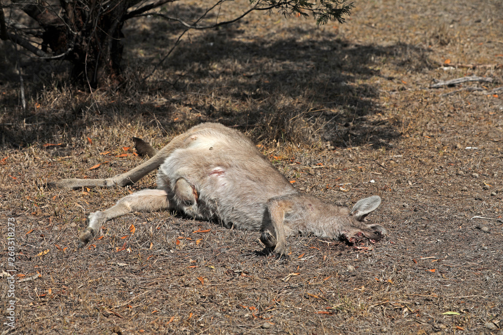 Fototapeta premium Überfahrenes Känguru in Australien