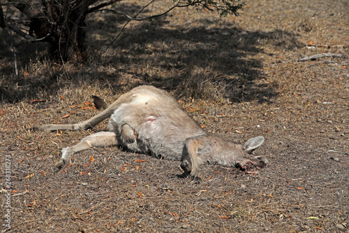 Überfahrenes Känguru in Australien