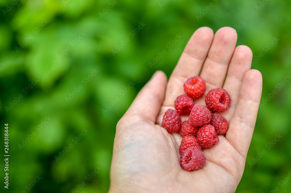 Woman hand with big red raspberries on background branches of raspberry Woman hand with big red raspberries on background branches of raspberry