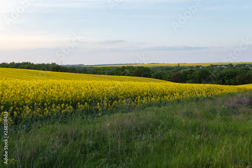 Rural road near the blooming rapeseed field photo