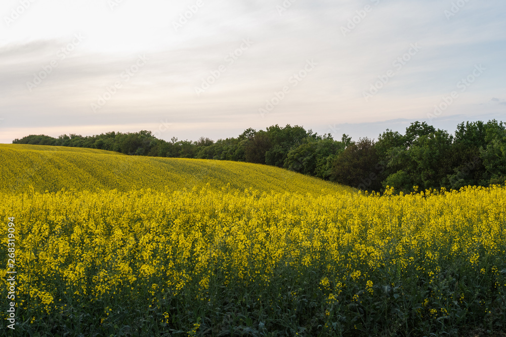 Rapeseed field on the hills Rapeseed field on the hills