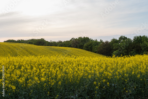 Rapeseed field on the hills