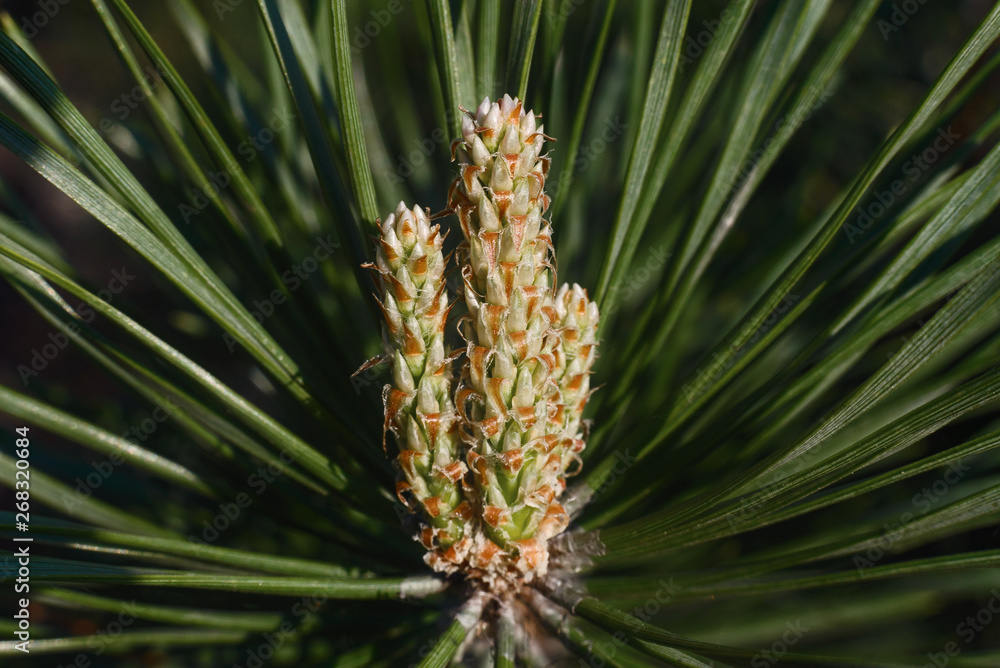 Fresh succulent young shoots of pine trees among the green long pine needles. Spring flowering spruce or pine. Fresh succulent young shoots of pine trees among the green long pine needles. Spring flowering spruce or pine.
