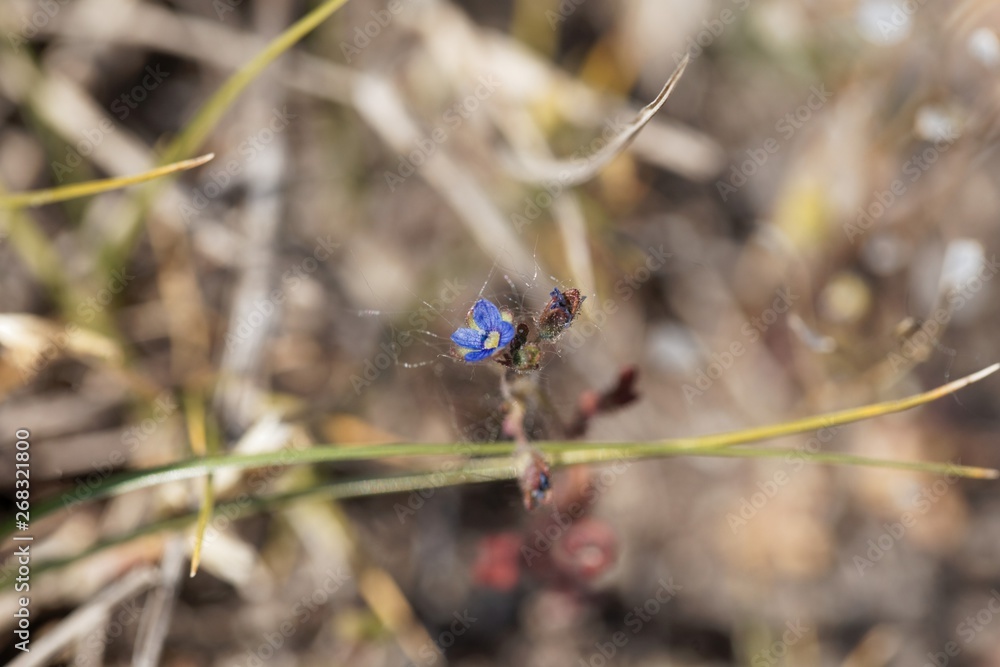 Flower of an early forget-me-not, Myosotis ramosissima Flower of an early forget-me-not, Myosotis ramosissima