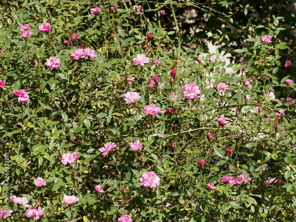 Petites fleurs roses pâle 'Pompon de Paris'. Rosier grimpant. Petites fleurs roses pâle 'Pompon de Paris'. Rosier grimpant.